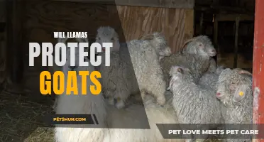 Can Llamas Protect Goats? The Surprising Truth Revealed