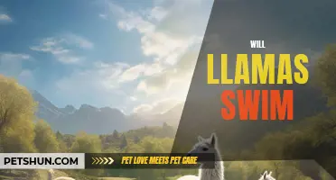 Can Llamas Swim? Unveiling the Mystery Behind Llama Aquatics