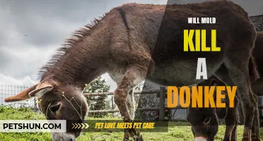 Can Mold Kill a Donkey?