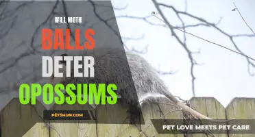 Will Moth Balls Deter Opossums? A Closer Look at This Unusual Repellent