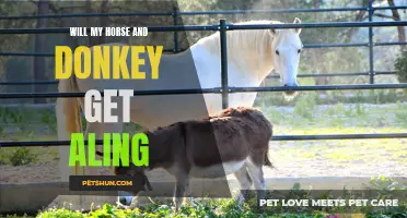 Ensuring Harmony: How to Help Your Horse and Donkey Get Along