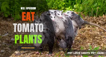 Can Possums Actually Destroy Tomato Plants? Exploring the Relationship Between Opossums and Your Precious Tomatoes