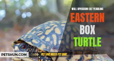 Opossum Predation on Yearling Eastern Box Turtles: What You Need to Know