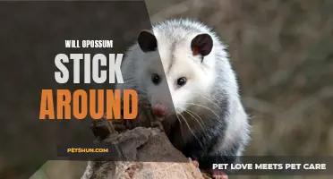 Will Opossums Stick Around? Exploring the Potential Longevity of these Remarkable Creatures