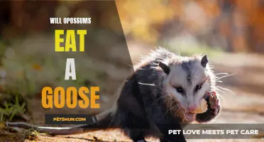 Will Opossums Eat a Goose? All You Need to Know