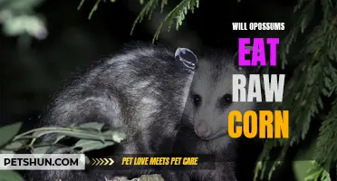Can Opossums Eat Raw Corn? Everything You Need to Know