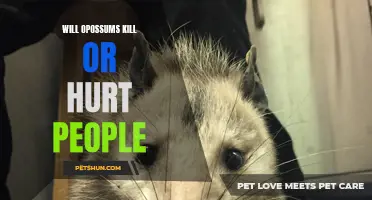 Can Opossums Kill or Hurt People? Unveiling the Truth about these Curious Creatures