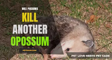 Do Possums Kill Other Opossums? Unveiling the Truth Behind Interspecies Tensions