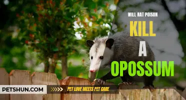 Is Rat Poison Effective in Killing Opossums?
