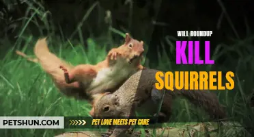 The Effectiveness of Roundup in Controlling Squirrels: What You Need to Know