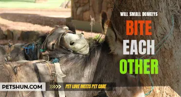 Are Small Donkeys Prone to Biting Each Other? Unveiling the Truth