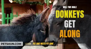 Are Two Male Donkeys Compatible? Understanding Donkey Social Behavior