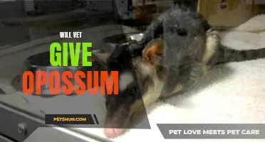 Will Veterinarians Provide Care for Opossums? Exploring the Options for Opossum Health Care