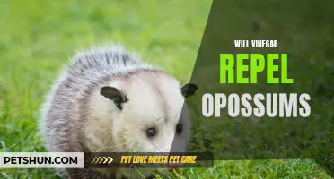 Using Vinegar as a Natural Repellent for Opossums: An Effective Solution for Your Home