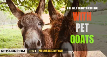 Can Wild Donkeys Coexist Peacefully with Pet Goats?