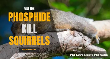 The Deadly Effects of Zinc Phosphide on Squirrels: Will it Really Kill?