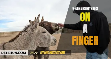 Why Feeding a Donkey a Finger Could Lead to Choking