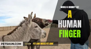 Curiosity or Carnivorous? Exploring the Possibility: Would a Donkey Eat a Human Finger?