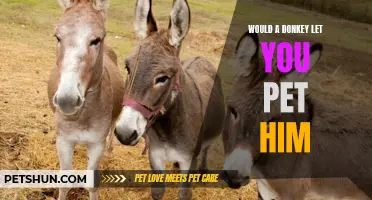 Curious Creatures: Will a Donkey Allow You to Pet Them?