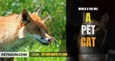 Can a Fox Kill a Pet Cat?