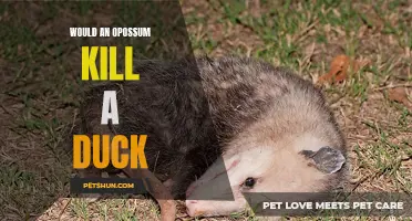 Can an Opossum Be a Threat to Ducks?