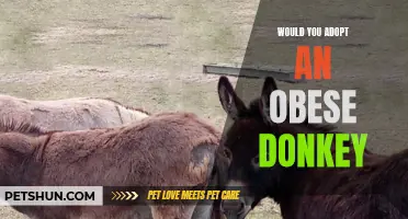 Considering the Adoption of an Obese Donkey: A Compassionate Act of Care