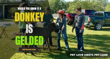 How to Determine if a Donkey is Gelded