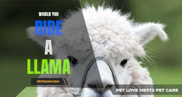 Experience the Adventure: Would You Ride a Llama on Your Next Travel Expedition?