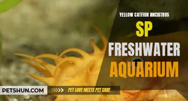 The Fascinating Yellow Catfish Ancistrus SP: A Vibrant Addition to Your Freshwater Aquarium